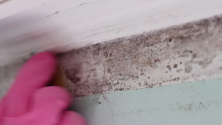 Best Attic Mold Removal  in Immokalee, FL